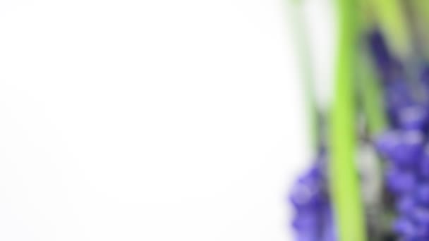 Tournage de fleurs sur fond blanc. Fleurs dans un bouquet, tulipes 