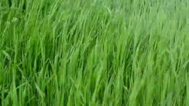 Yeşil çimenler. Güzel yeşil arkaplan