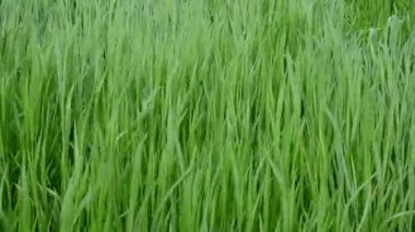 Yeşil çimenler. Güzel yeşil arkaplan