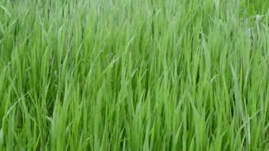 Yeşil çimenler. Güzel yeşil arkaplan