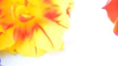 Yönetmenlikle ateş etmek. Beyaz arkaplanda çiçekler