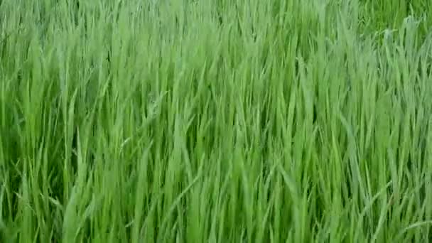 Green Grass Beautiful Green Background — Stock Video