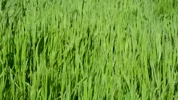 Mooie Groene Achtergrond Groen Gras — Stockvideo