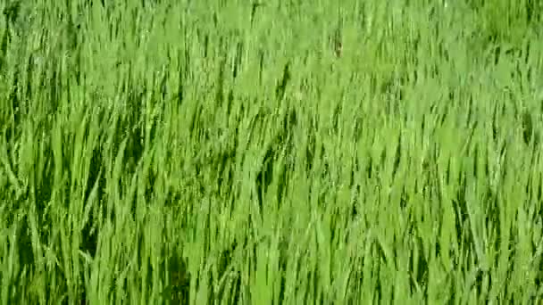 Vacker Grön Bakgrund Grönt Gräs — Stockvideo