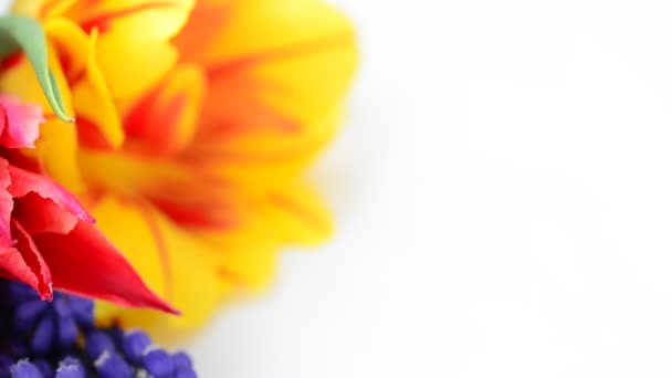 Різнокольорові Квіти Квіти Білому Тлі — стокове відео
