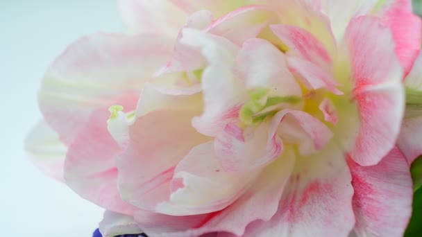 Licht Bloemen Lente Meerkleurige Bloemen — Stockvideo