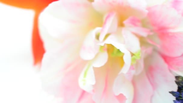 Святковий Букет Світло Квіти Весна — стокове відео