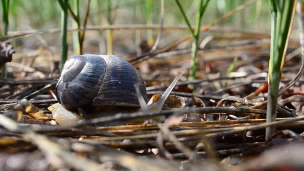 Snail Grass Snail Grass — Stock Video