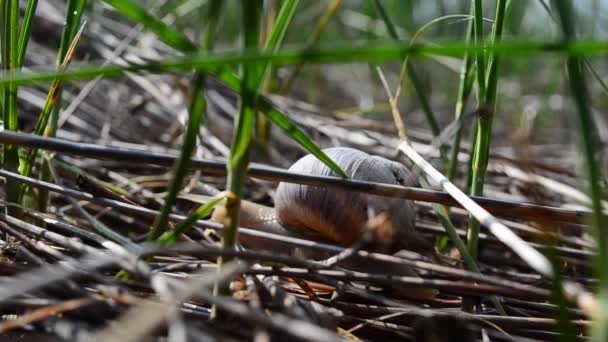 Escargot Dans Jardin Sur Herbe Tir Escargot — Video