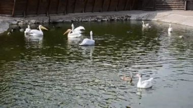 Mayıs 'ta çekimler. Gölette kuğu