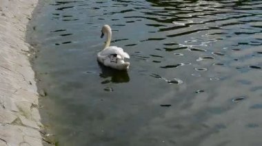 Gölette kuğu. Mayıs 'ta çekim