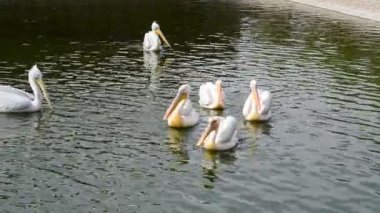 Göldeki pelikanlar. Kuşlar ve gölet