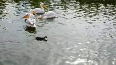 Kuşlar ve gölet. Göldeki pelikanlar