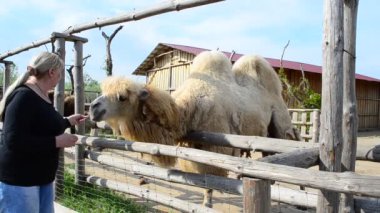 Kadın deveyi besliyor. Kadın ve develer