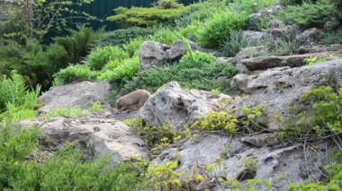 Cynomys ludovicianus. Hayvanların vurulması