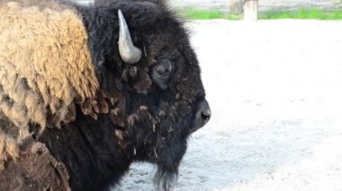 Bizon portresi. Boynuzlar ve baş