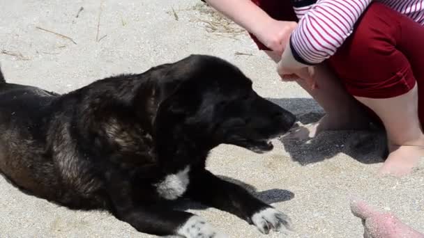 Cane Randagio Una Spiaggia Riprese Maggio — Video Stock