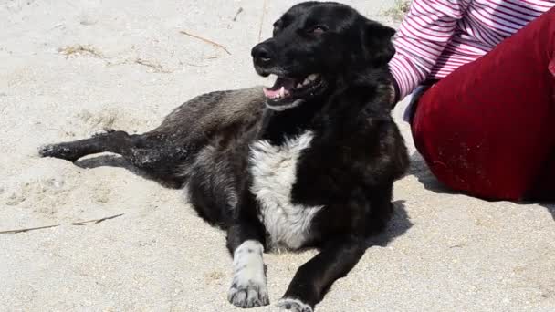 Αδέσποτο Σκυλί Μια Παραλία Αδέσποτο Σκυλί Μια Παραλία — Αρχείο Βίντεο
