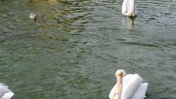 Pelicanos Lago Aves Lagoa — Vídeo de Stock