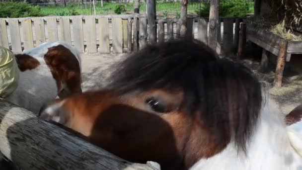 Granja Caballos Cabeza Pony — Vídeo de stock