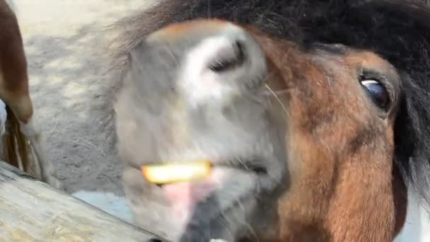 Tête de poney. Ferme et chevaux 