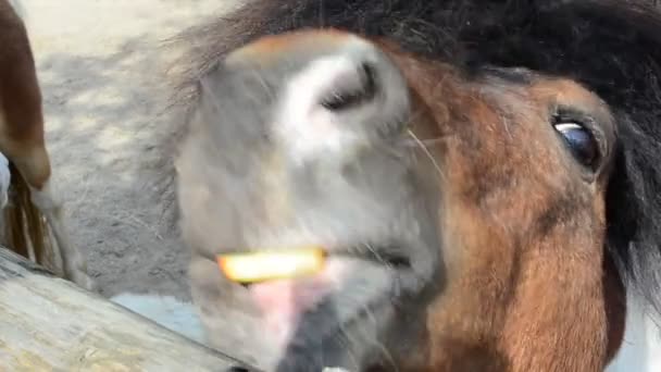 Kopf Eines Ponys Bauernhof Und Pferde — Stockvideo