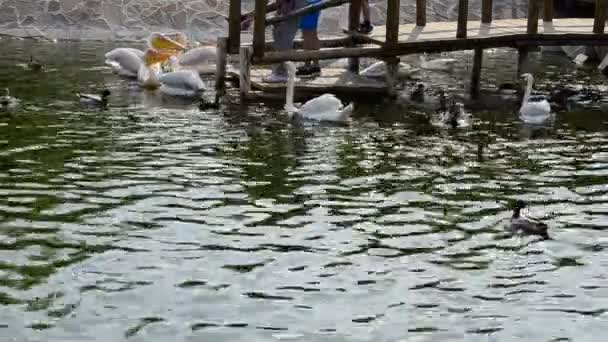 Pelicanos Cisnes Numa Lagoa Reflexão Luz Água — Vídeo de Stock