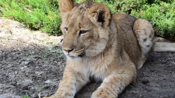 Little Lioness Shooting Lioness — Stock Video