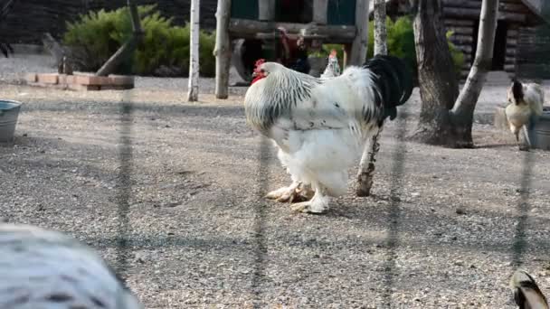 农场上的母鸡和公鸡 在农场开枪射击 — 图库视频影像