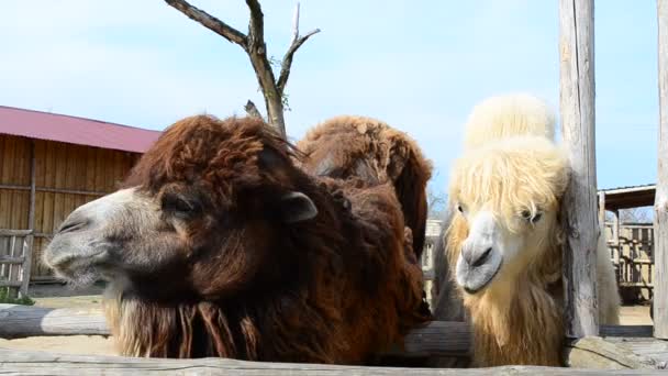 Disparos Mayo Camellos Zoológico — Vídeos de Stock