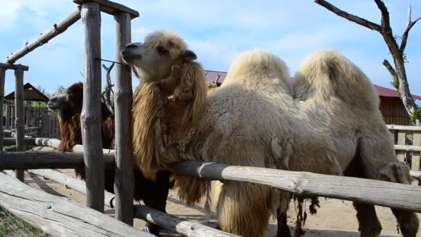 Camellos Zoológico Disparos Mayo — Vídeos de Stock