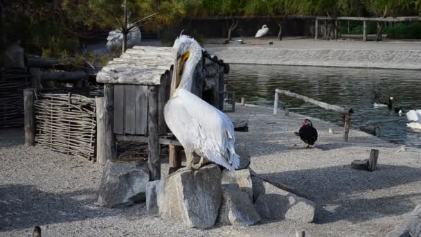 Pelikaan Maakt Vleugels Schoon Schieten Van Vogels — Stockvideo