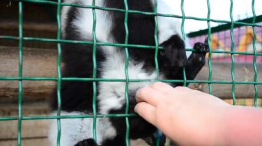 Varecia variegata. Lemur ve insanlar.