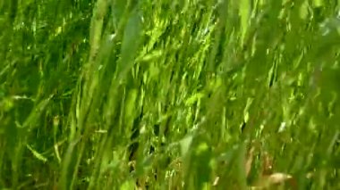 Sahada yüksek çimler. Yüksek çimenler