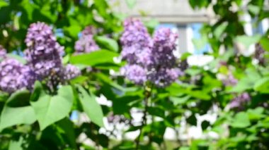 Leylak çalısı. Baharda leylak