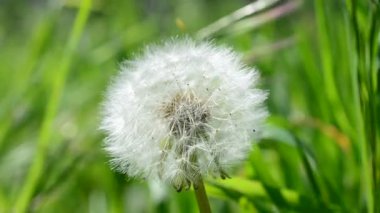 Karahindiba avlamak, makro. Baharda karahindiba