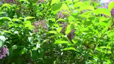 Leylak çalısı. Baharda leylak