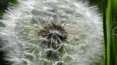 Baharda karahindiba. Karahindiba tohumları