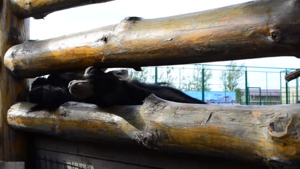 Schießen Auf Tiere Ziegen Auf Einem Bauernhof — Stockvideo