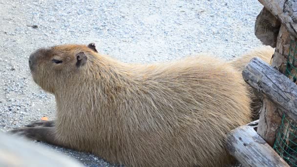 Capybara Ligger Jorden Skjutning Djur — Stockvideo