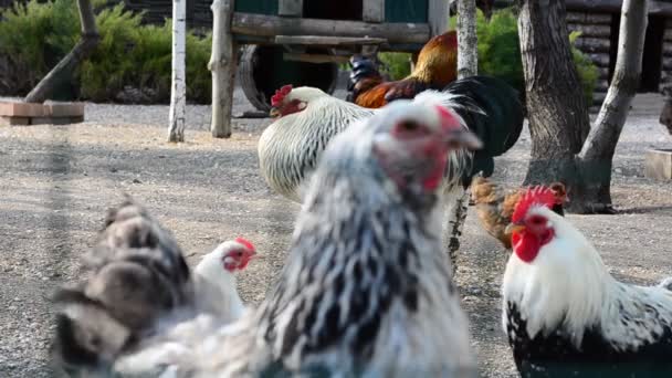 Tirer sur une ferme. Poules dans une ferme et coqs 