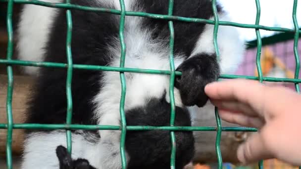 Varecia Variegata Lemur Gente — Video Stock