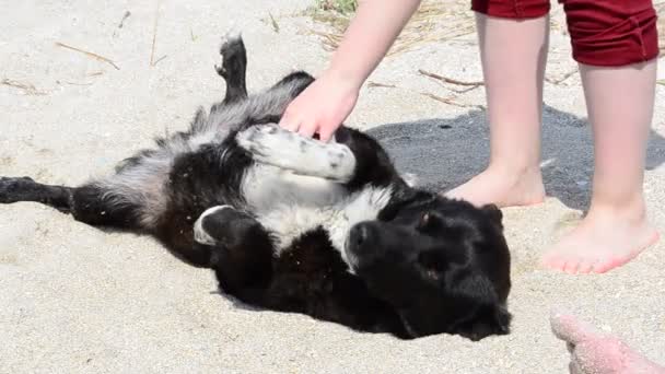 海岸に犬を野良犬を野良犬 5月の撮影 — ストック動画