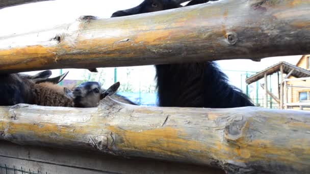 Cabras Una Granja Disparos Animales — Vídeos de Stock