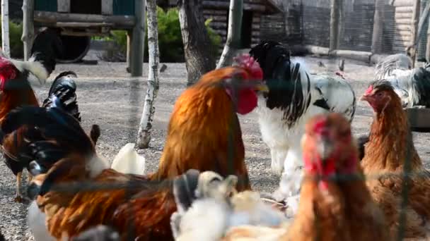 農場や焙煎所で鶏 農場での銃撃 — ストック動画