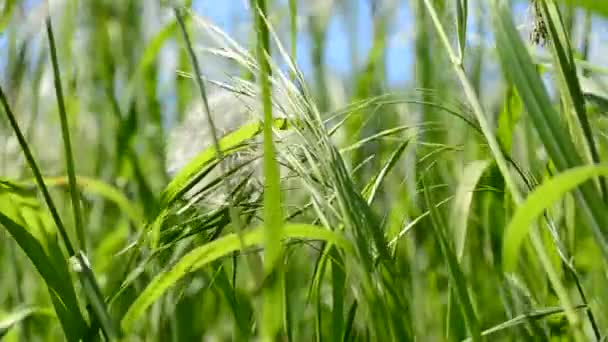 草が高い 畑の草が高い — ストック動画