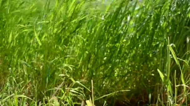 De l'herbe haute. Herbe haute dans le champ 