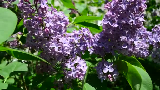 Arbusto Lilás Lilás Primavera — Vídeo de Stock