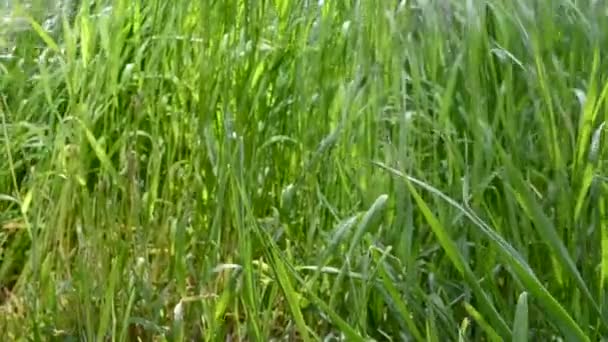 Die Erschießung Des Feldes Landwirtschaftlich Gras Auf Dem Feld — Stockvideo