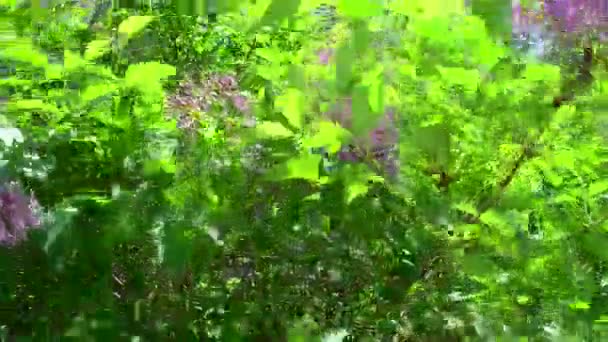 Lilas Printemps Arbuste Lilas — Video